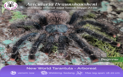 Avicularia braunshausheni Female Tarantula